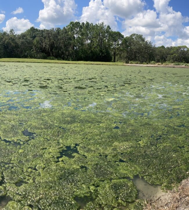 algae